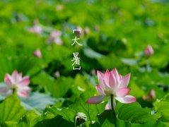大暑養生重在調養心神，祛濕解暑冬瓜蘑菇豆腐湯